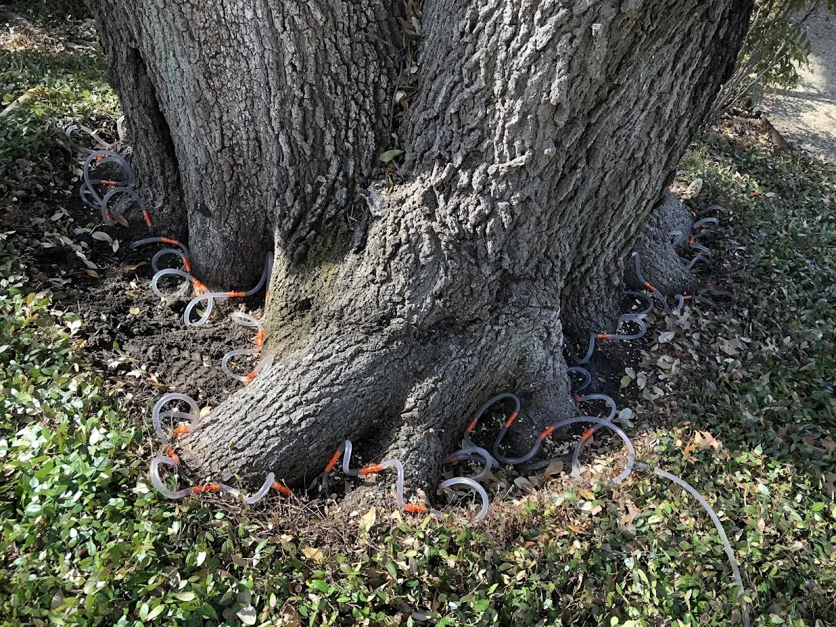 Detailed Tree Cabling and Bracing job site in Pavillion