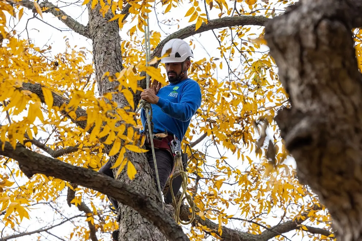 Skilled Tree Planing crew working in Pavillion