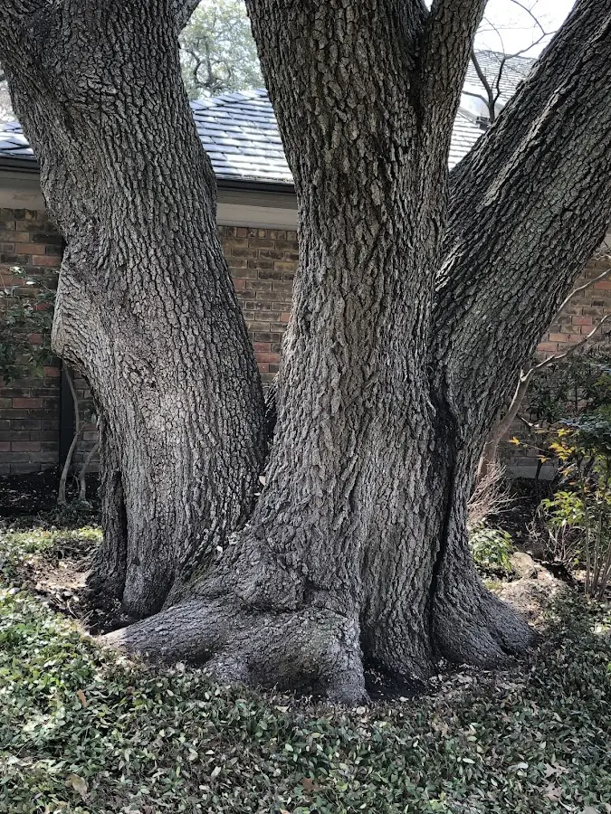 Mature heritage tree close to a Pavillion property cared for by certified arborists